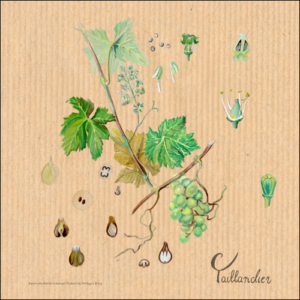 Dessin Celia Taillandier- Vigne