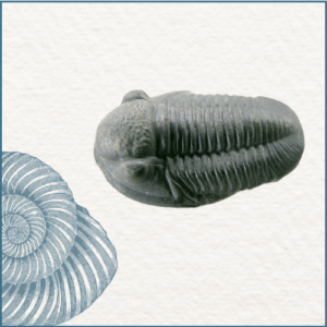 Joaillerie-Taillandier- cabinet de curiosités-fossile trilobite