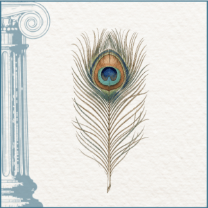 Dessin plume de paon