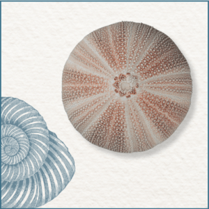 Joaillerie-Taillandier-fossile-oursin