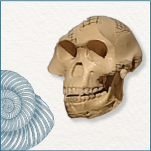 Joaillerie-Taillandier-fossile- moulage crâne de lucy