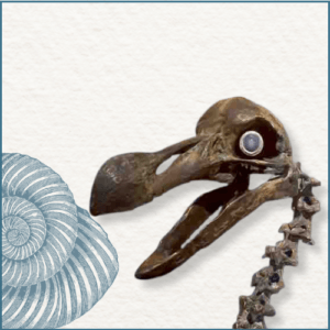 Joaillerie-Taillandier-dodo