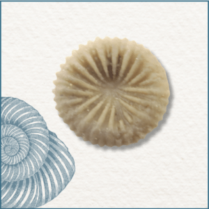 Joaillerie-Taillandier-fossile-corail bouton gotland