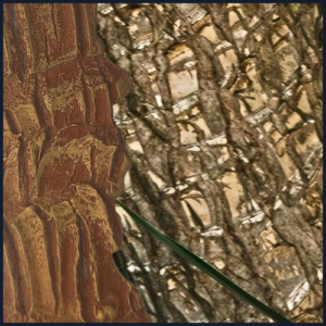 Joaillerie-Taillandier-écorces-yucca