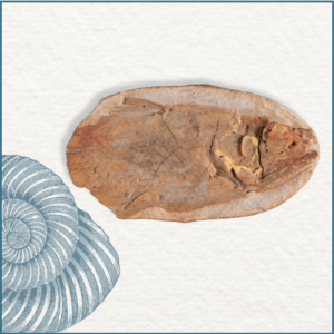 Joaillerie-Taillandier-fossile-coelacanthe