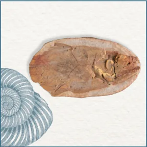 Joaillerie-Taillandier-fossile-coelacanthe